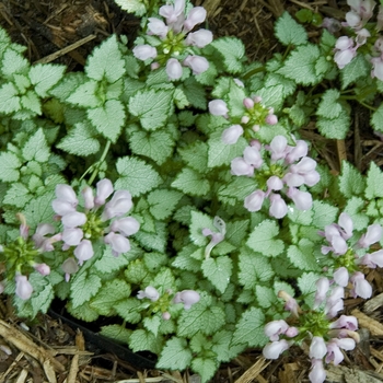 Lamium maculatum 'Cosmopolitan' 