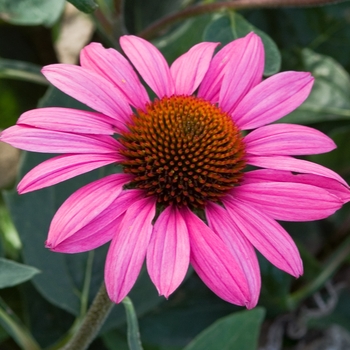 Echinacea purpurea 'Elton Knight'