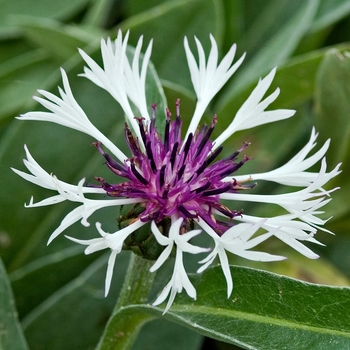 Centaurea montana 'Purple Heart' 