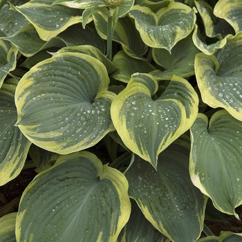 Hosta 'Earth Angel' 