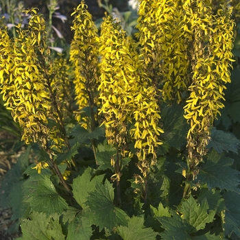 Ligularia stenocephala 'Little Rocket' 