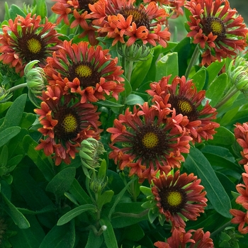 Gaillardia x grandiflora Commotion® 'Frenzy'