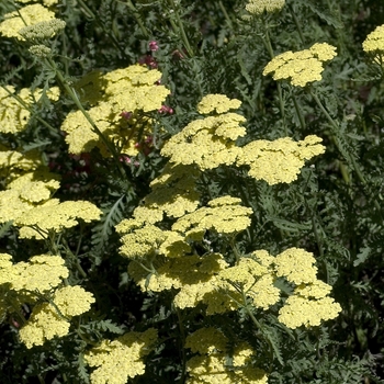 Achillea aegyptiaca var. taygetea 