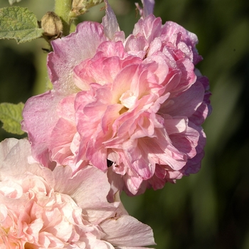 Alcea rosea 'Peaches 'n' Dreams' 