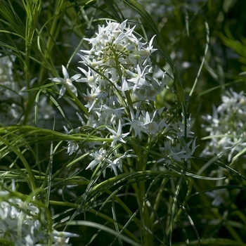 Amsonia hubrichtii '' (042217)