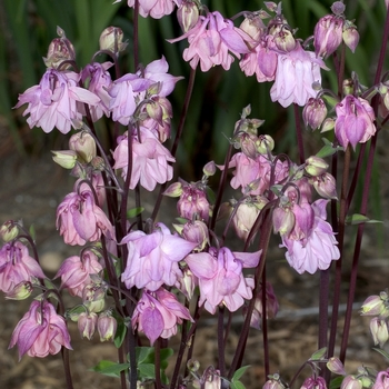 Aquilegia 'Dorothy Rose' 