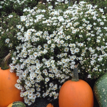 Aster dumosus 'Snow Cushion' 