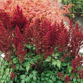 Astilbe japonica 'Elisabeth van Veen'