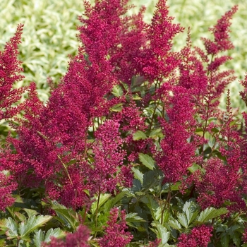 Astilbe japonica 'Red Sentinel'