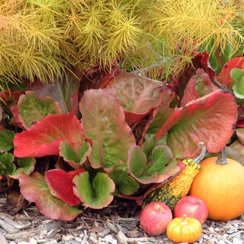 Bergenia 'Perfect' 