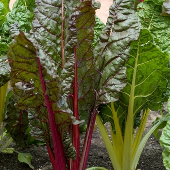 Beta vulgaris var cicla 'Bright Lights'