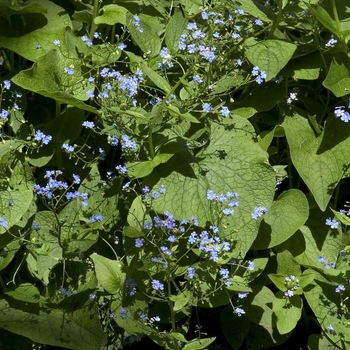 Brunnera macrophylla