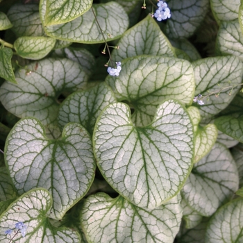 Brunnera macrophylla 'Jack Frost' 