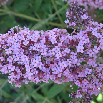 Buddleia davidii 'Dartmoor' 