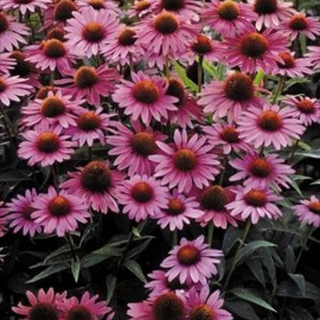 Echinacea purpurea 'Magnus Superior' 