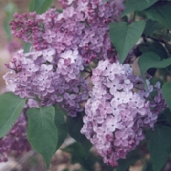 Syringa x hyacinthiflora 'Asessippi' 