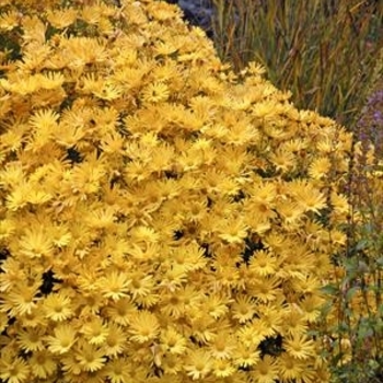 Chrysanthemum 'Bolero' 