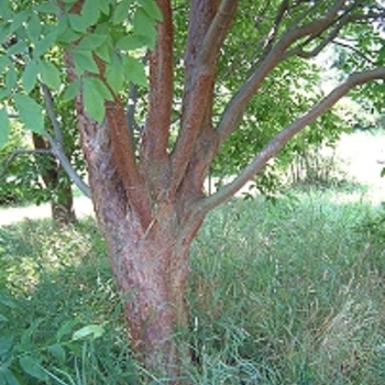 Acer griseum x nikoense 'Ginzam' 