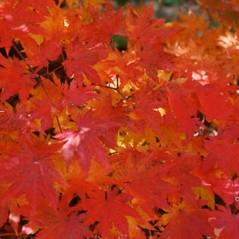Acer pseudosieboldianum