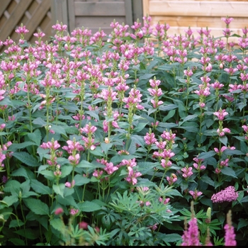 Chelone obliqua