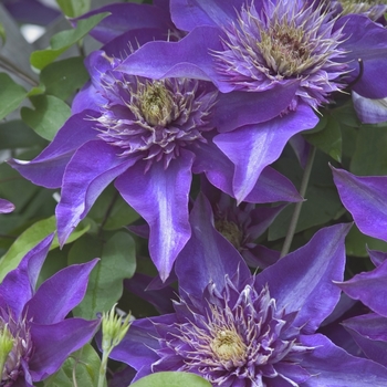 Clematis 'Multi-Blue'