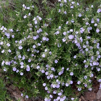 Conradina verticillata