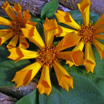 Coreopsis auriculata 'Zamphir' 