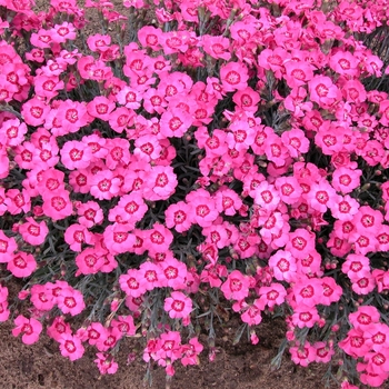 Dianthus 'Pixie Star' 