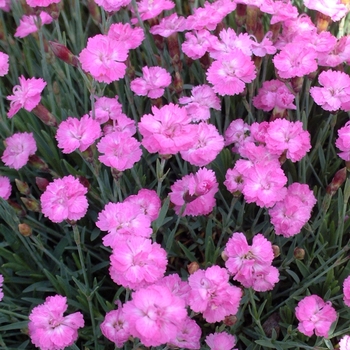 Dianthus gratianapolitanus 'Tiny Rubies'