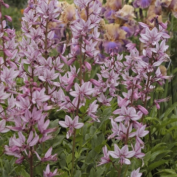Dictamnus albus