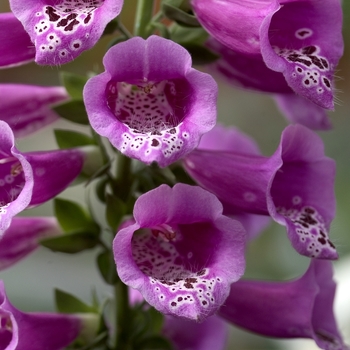 Digitalis purpurea 'Giant Shirley' 