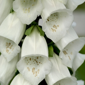 Digitalis purpurea 'Alba' 