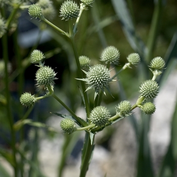Eryngium yuccifolium '' (042543)