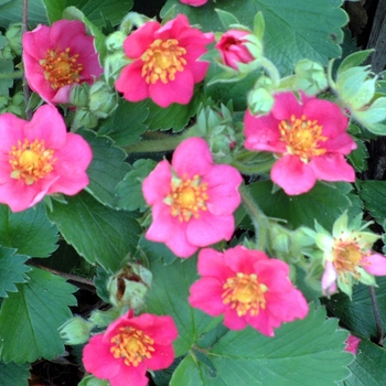 Fragaria 'Lipstick' 