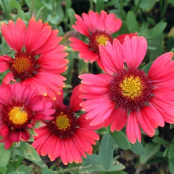 Gaillardia x grandiflora 'Burgundy' 