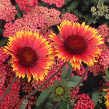 Gaillardia aristata 'Dazzler' 