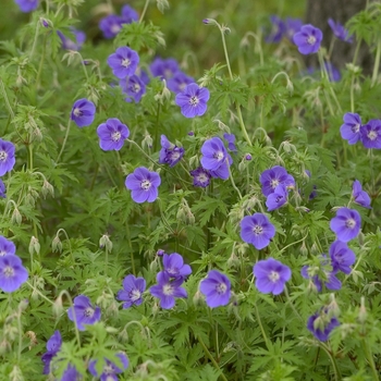 Geranium 'Brookside' 