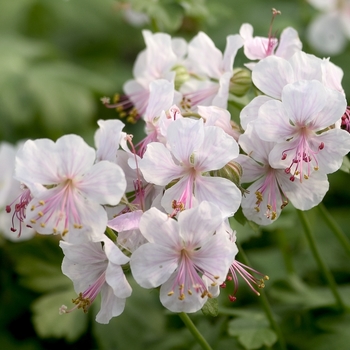 Geranium x cantabrigense 'Biokova Karmina'