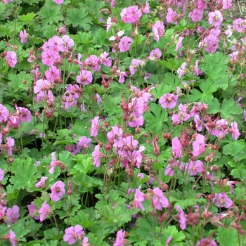 Geranium x cantabrigiense 'Karmina' 