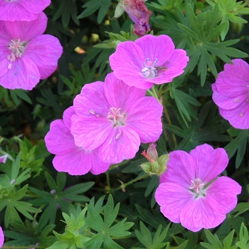 Geranium sanguineum 'Alpenglow' 