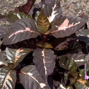 Graptophyllum pictum 'Chocolate'