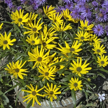 Helianthus salicifolius 'Low Down'