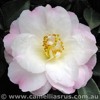 Camellia sasanqua 'Star Above Star' 