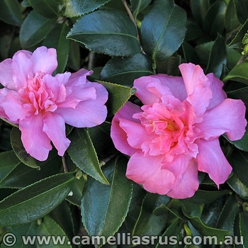 Camellia sasanqua 'Sparkling Burgundy' 
