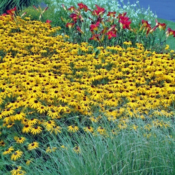 Hemerocallis 'Baja' 