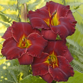 Hemerocallis 'Bama Bound' 