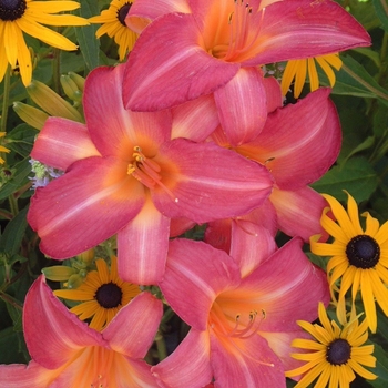 Hemerocallis 'Cherry Cheeks' 