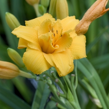 Hemerocallis 'Condilla'