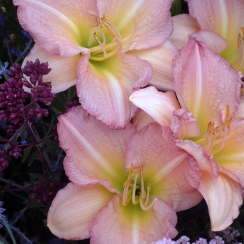 Hemerocallis 'Peppermint Lady'