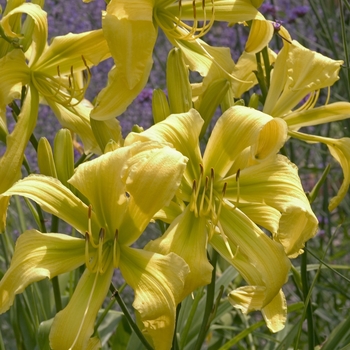 Hemerocallis 'Spider Miracle'